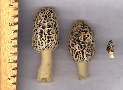 morels01