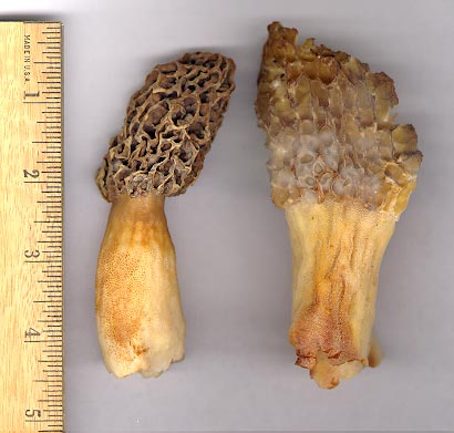 morels02