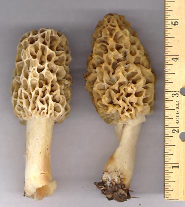 morels03