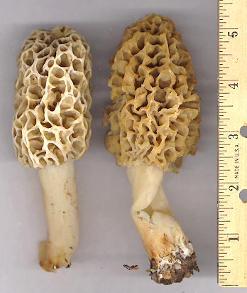 morels04