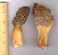 morels02