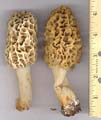 morels04