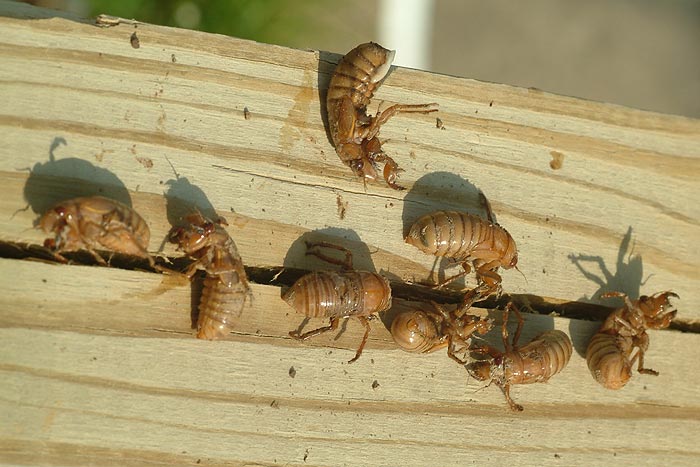 8 Cicadas