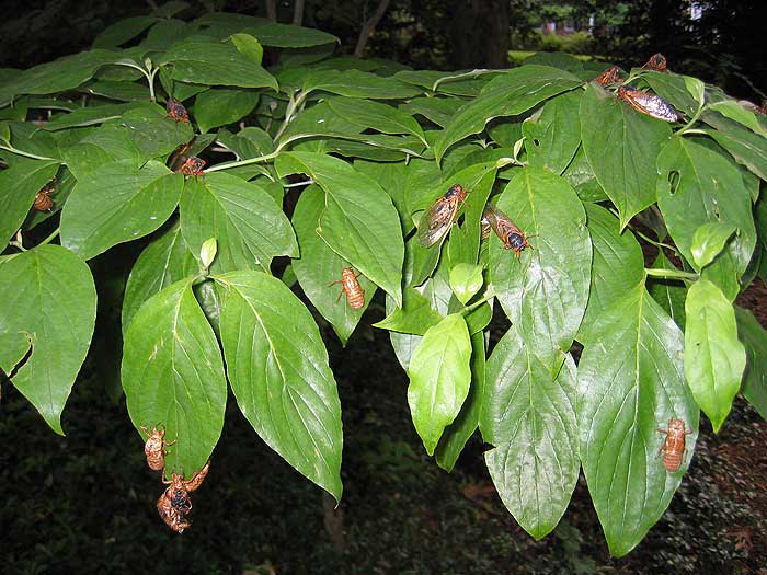 Cicadas on the Leaves