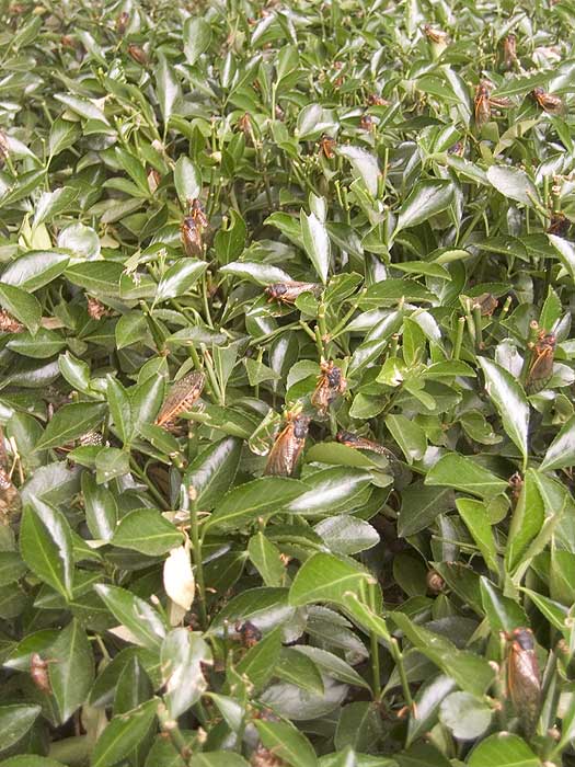 Cicadas in the Bushes