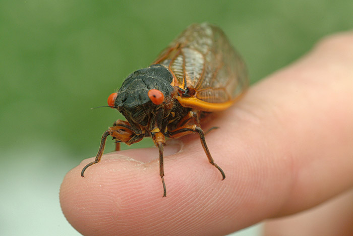 cicada face