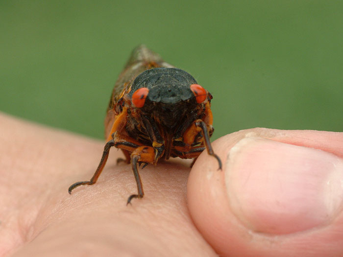 cicada face 3