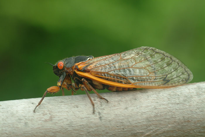 cicada on branch