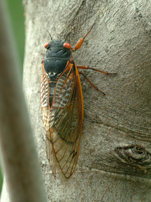 cicada on trunk