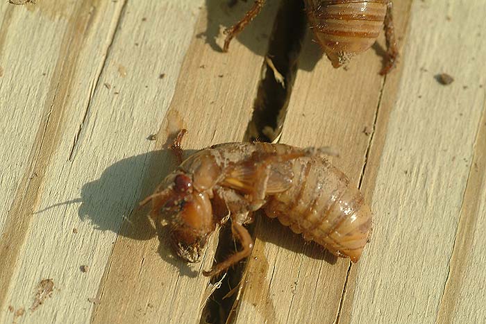 cicadas 4
