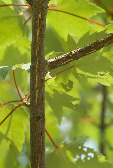 Cicada egg holes in branches