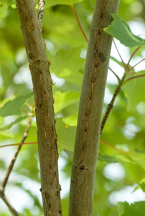 Cicada egg holes in branches