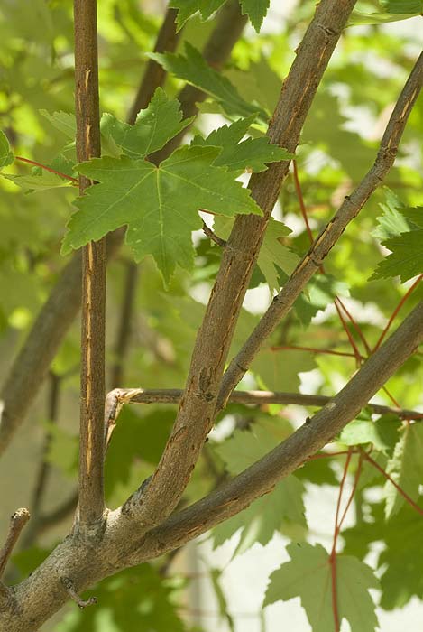 Cicada egg holes in branches