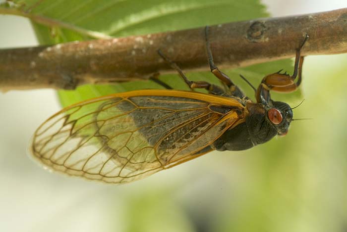 Cicada Laying Eggs 1