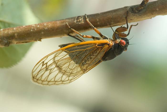 Cicada Laying Eggs 3