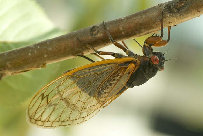 Cicada Laying Eggs 4