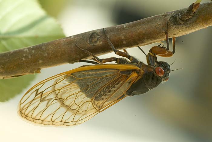 Cicada Laying Eggs 5