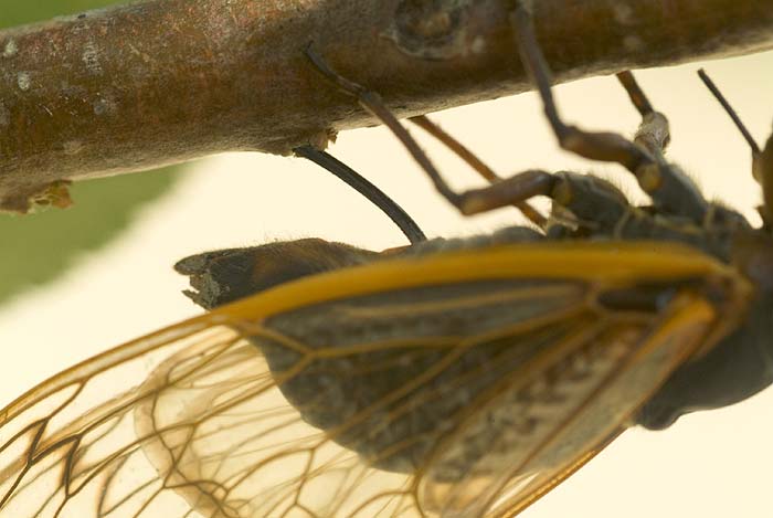 Cicada Laying Eggs 6