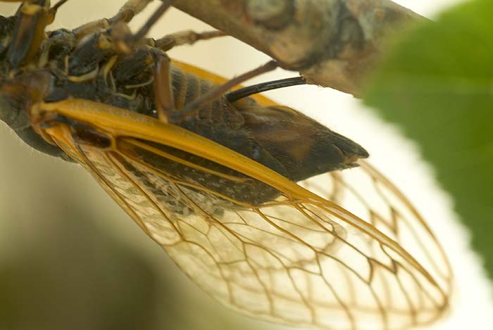 Cicada Laying Eggs 7