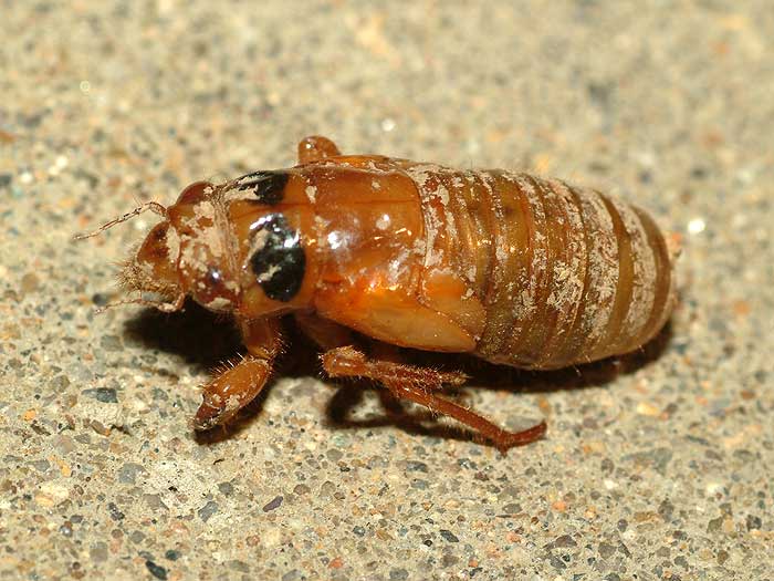 cicada crawler