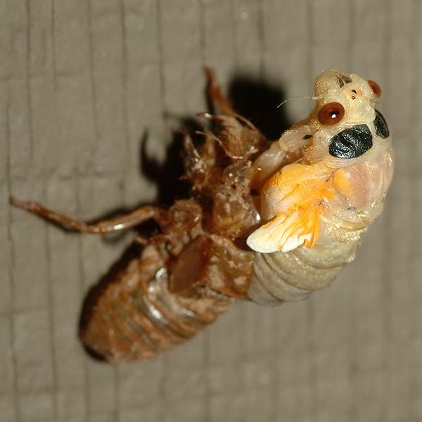 emerging cicada 02