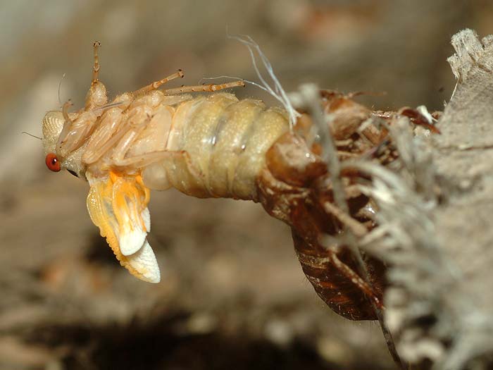 emerging cicada 04