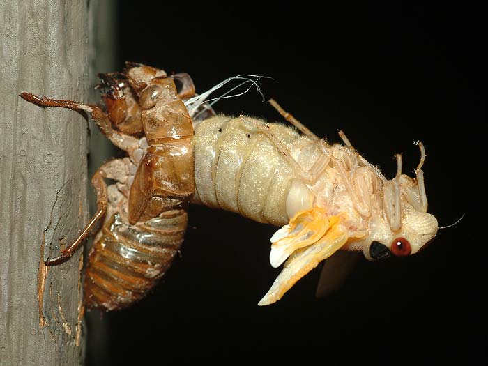 emerging cicada 05