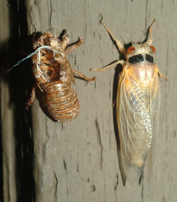 emerging cicada 06