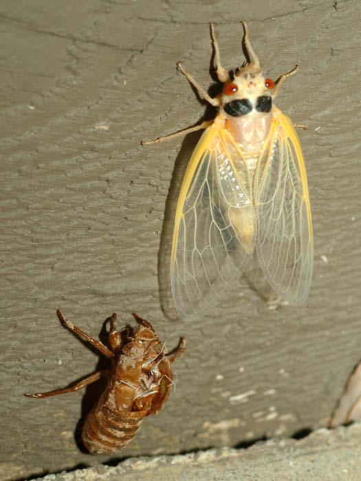 emerging cicada 07