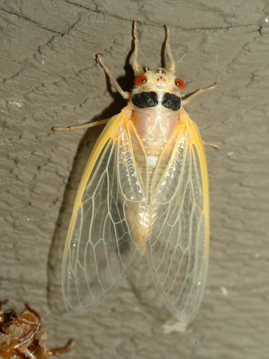emerging cicada 08