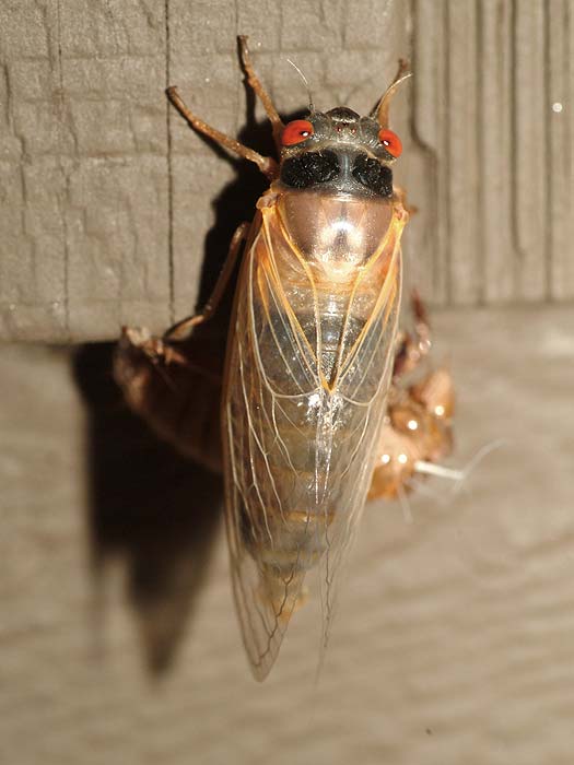 emerging cicada 10