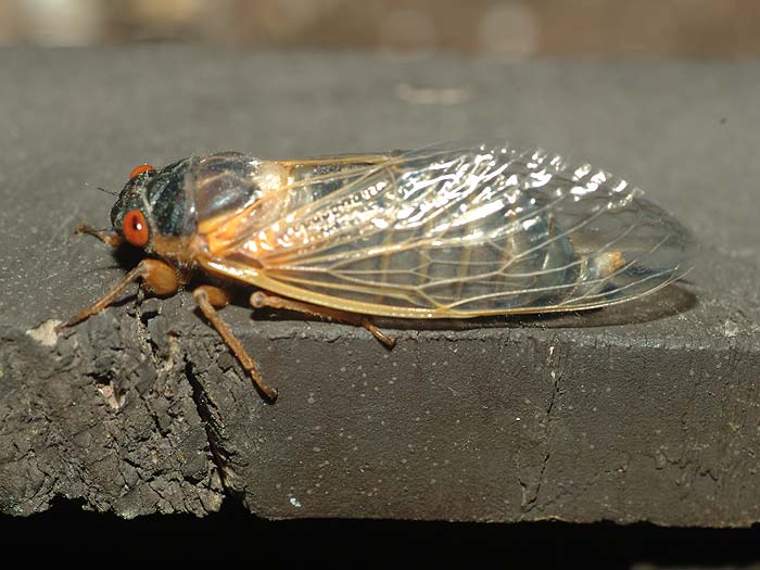 emerging cicada 11