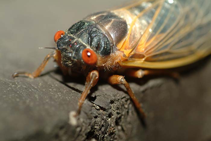 emerging cicada 12