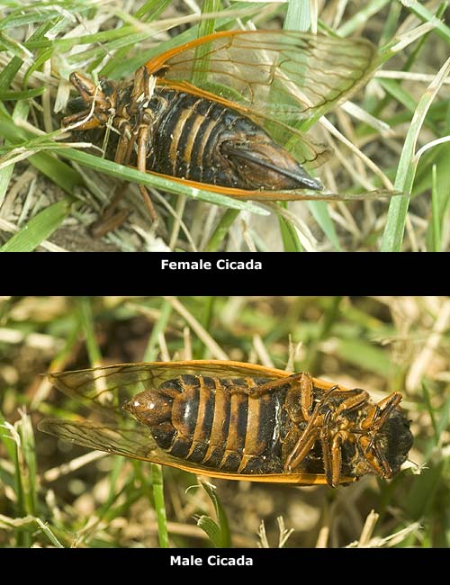 Female Cicada and Male Cicada