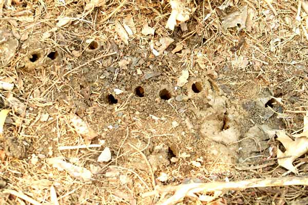 cicada holes