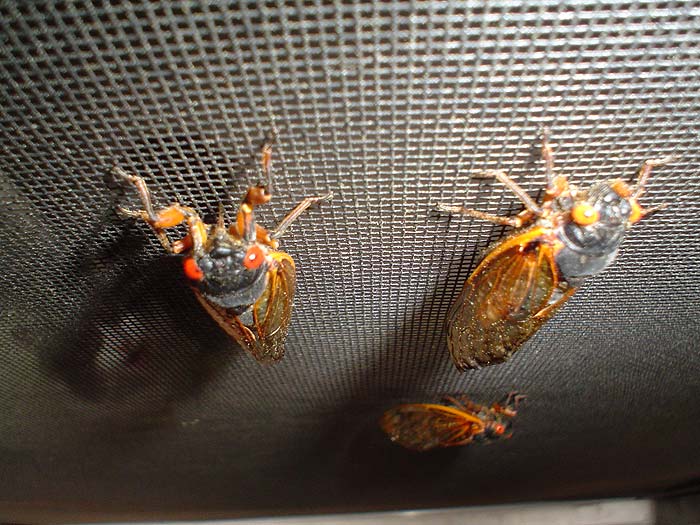 Cicadas on the Screen