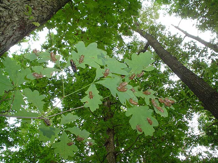 Cicada shells on Oak Leaves