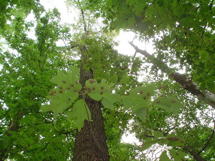 Cicada shells on Oak Leaves