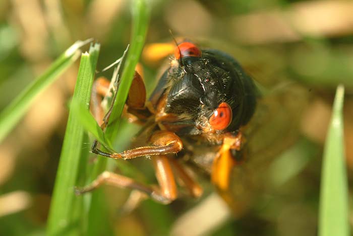 Cicada Portrait 5