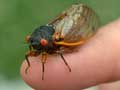 cicada-face 2