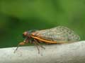 Cicada on branch