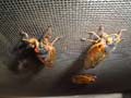 Cicadas on the screen