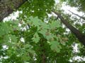 Cicada shells on leaves