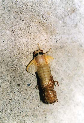 cicada2