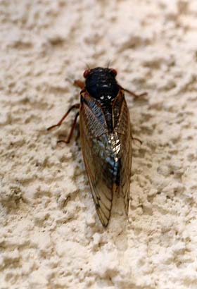 cicada7
