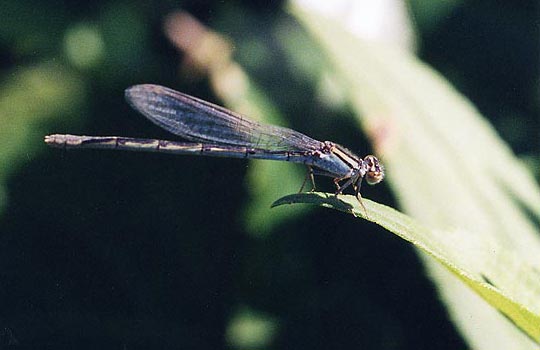 damselfly1