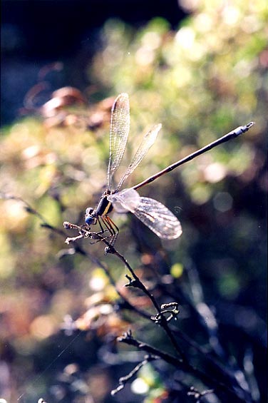 damselfly3a