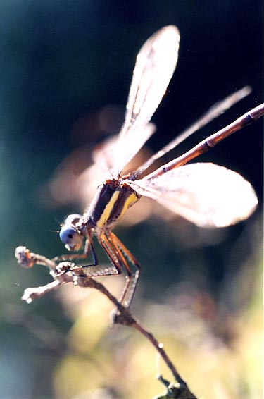 damselfly3c