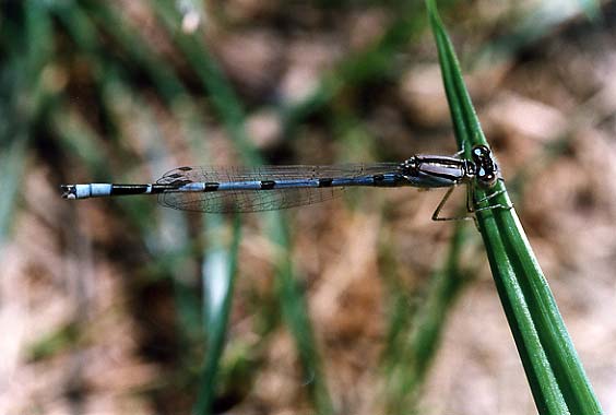 damselfly4b