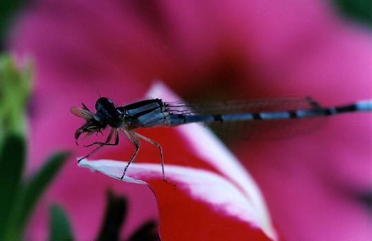 damselfly5b